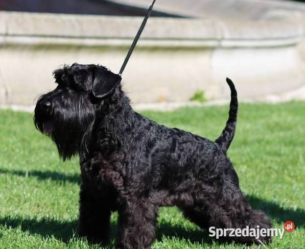 Sznaucer Miniaturowy Czarny FCI piesek śląskie Zabrze sprzedam
