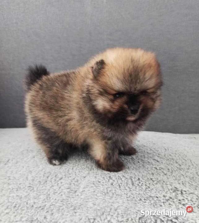 Piękny wyjątkowo puszysty malutki Szpic