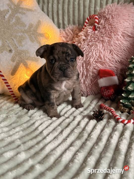 Buldog francuski do rezerwacji śląskie