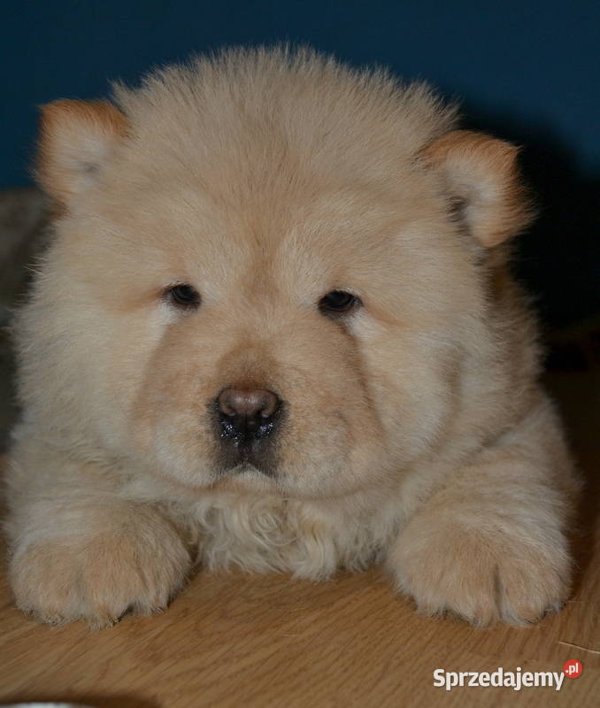CHOW CHOW CZAU CZAU ŚLICZNE SUCZKI łódzkie Janinów sprzedam