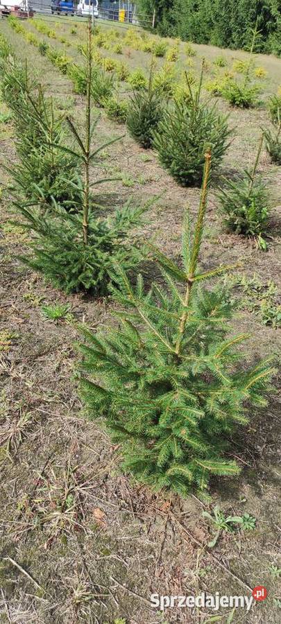 Drzewka iglaste do ogrodu