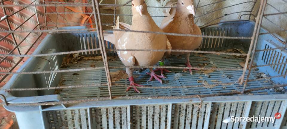 Golembie mulemansy żółte Ptaki Tokarówka