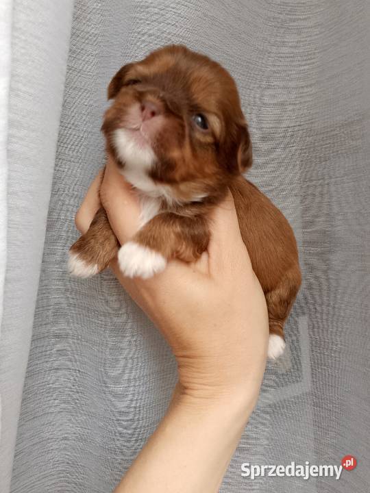 Czekoladowa suczka rasy ShihTzu Namysłów