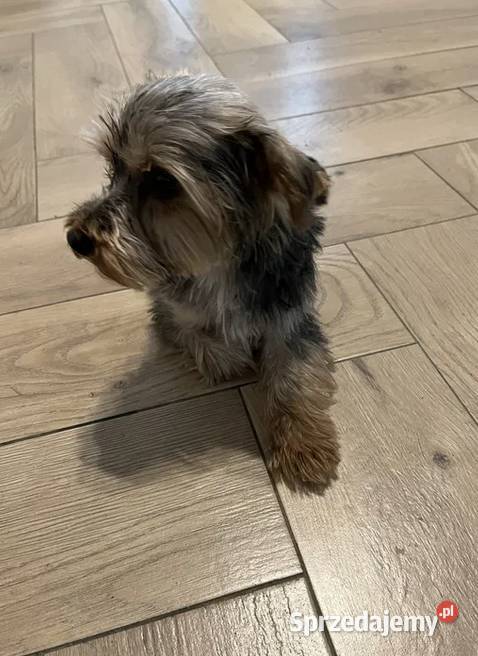 yorkshire terrier pies Skalbmierz sprzedam