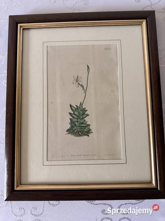 Antyczne Ryciny Botaniczne Miedzioryty 1797 1811 śląskie Czerwionka-Leszczyny sprzedam