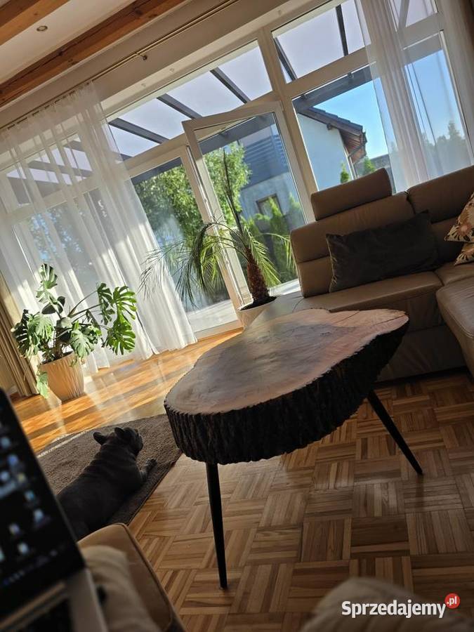 Stoliki z plastra drewna jesion ponad 100 letni 50cm Pisarzowice