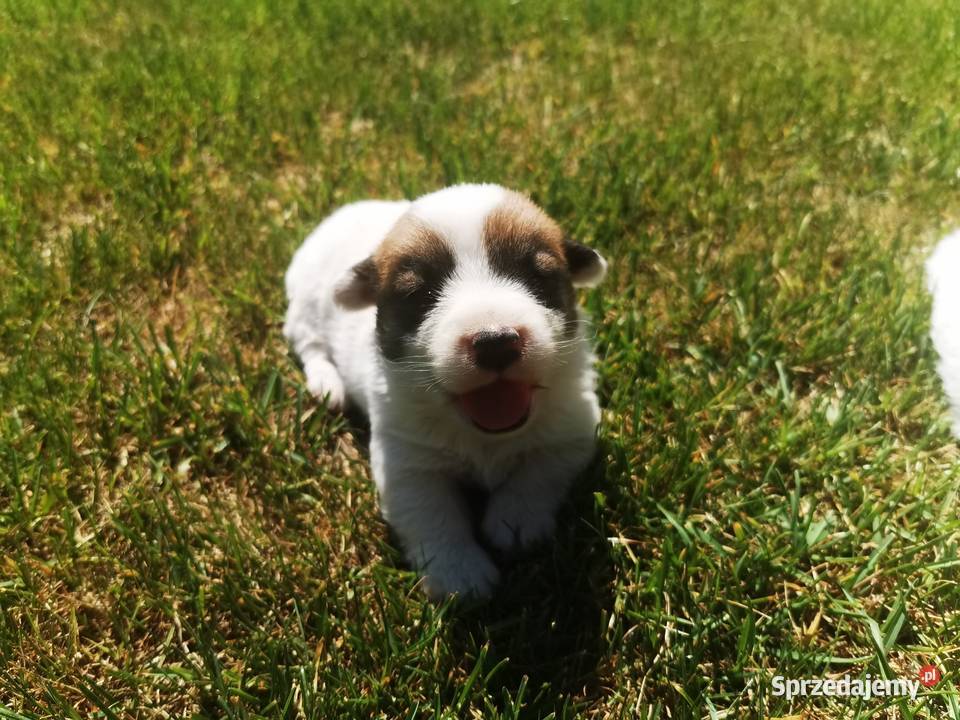 Jack Russell Terrier Kłodawa