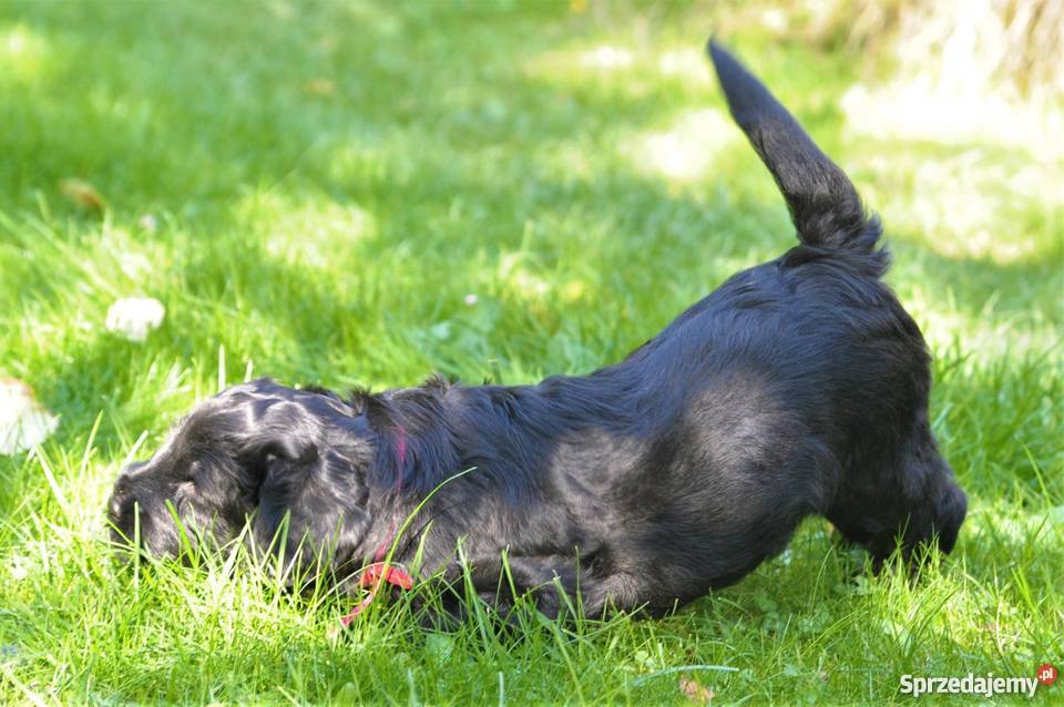 Czarny Terier szczeniaki ZKWPFCI Szczecin