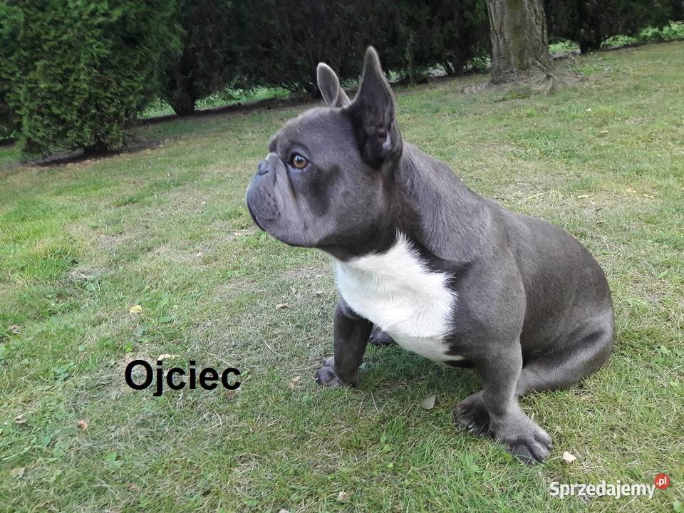 Piękne szczenięta Buldogi francuskie Buldożki Namysłów