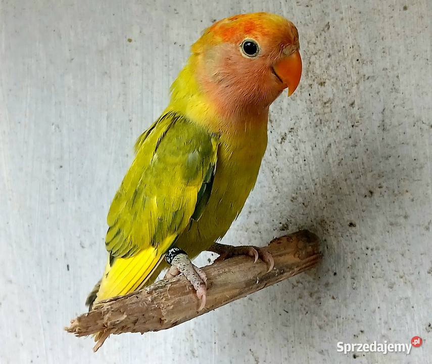 Nierozłączki czerwonoczelne szeki Ostroróg sprzedam