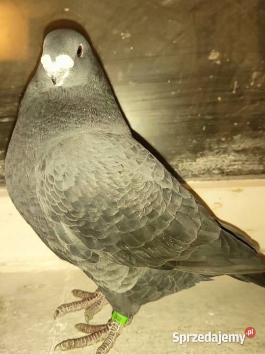 Gołębie ozdobne Show Racery Zwierzęta Polkowice
