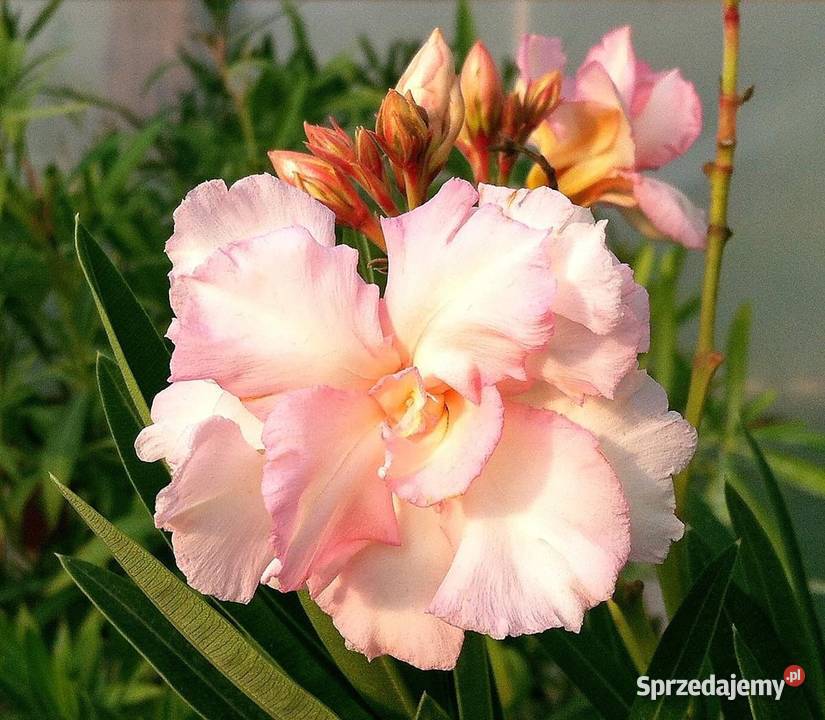 Szczepki okeander powinny zakwitnąć 2021 roku Brzeźnica