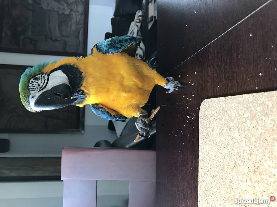 Papuga Ara Ararauna roczny samiec