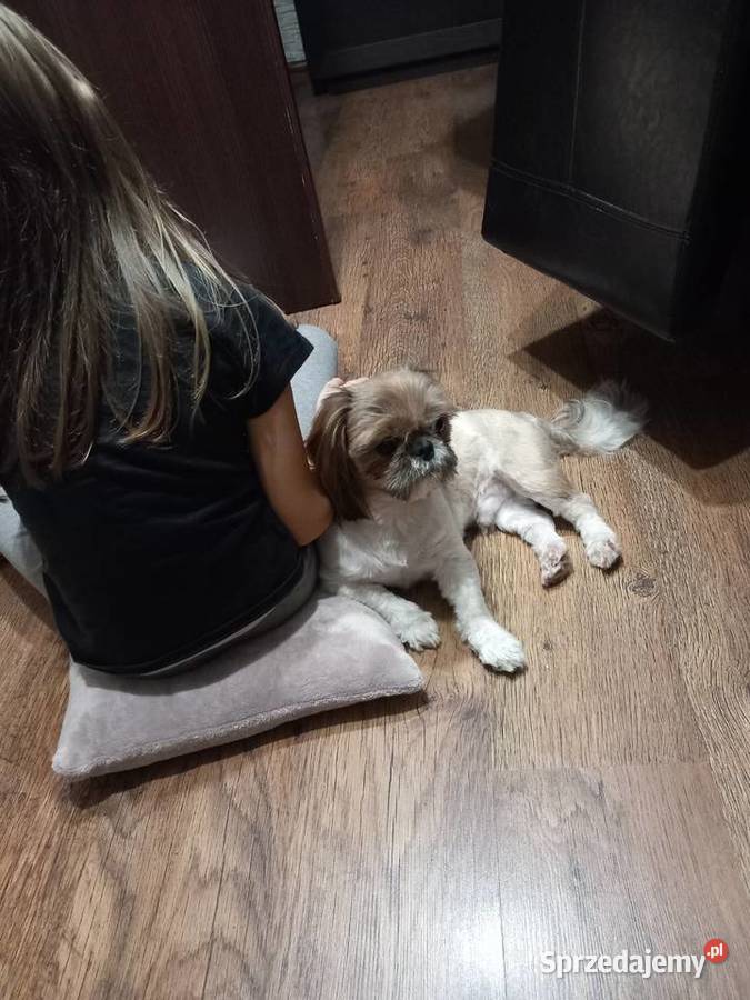 Shih tzu Żychlin