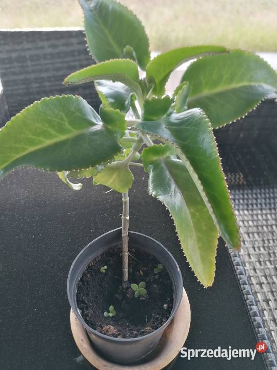 Żyworódka roślina lecznicza wysokość 45Kwiat