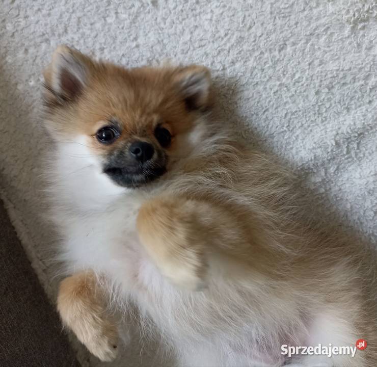 Suczka Szpic miniaturowy pomeranian Orange Sable