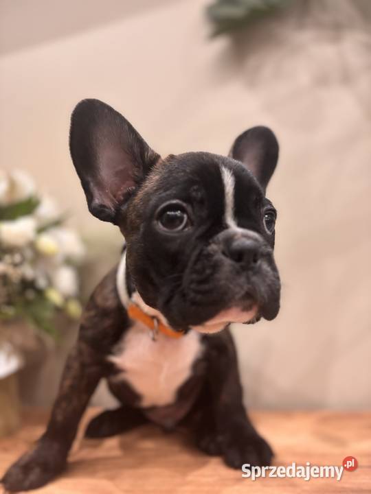 Buldog francuski Węgorzewo sprzedam