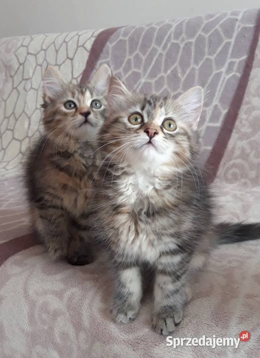 Koteczki Syberyjskie Miot L PZFWCF Sochaczew sprzedam