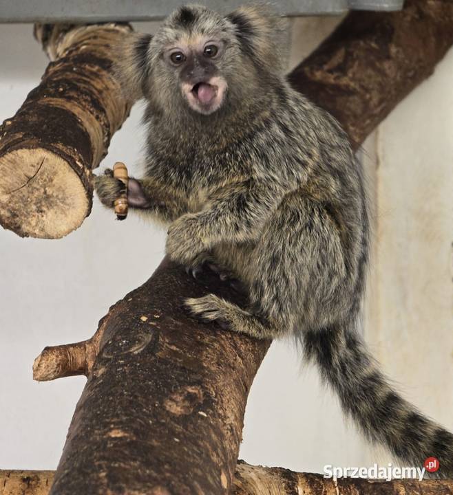 Małpka Marmozeta białoucha Siedlce