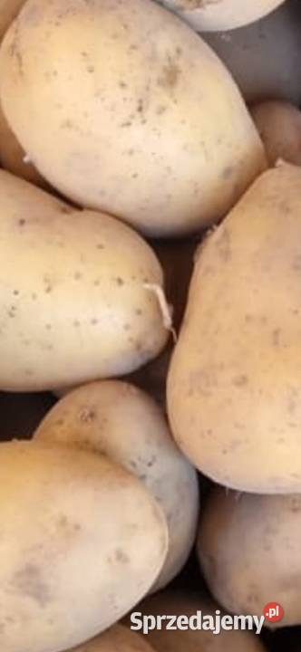 Ziemniaki soraya Dubiecko sprzedam