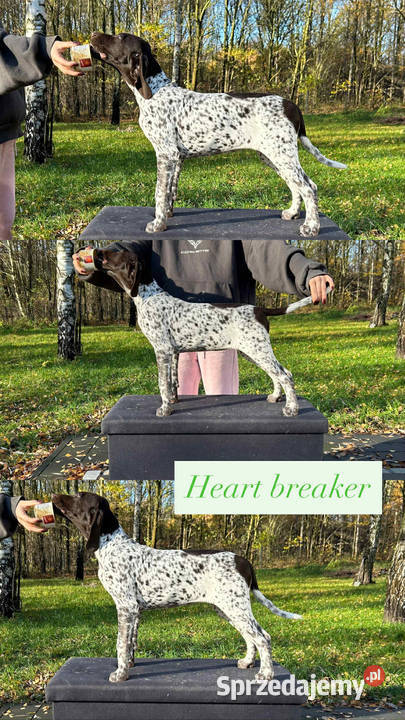 Wyżeł niemiecki krótkowłosy Łódź