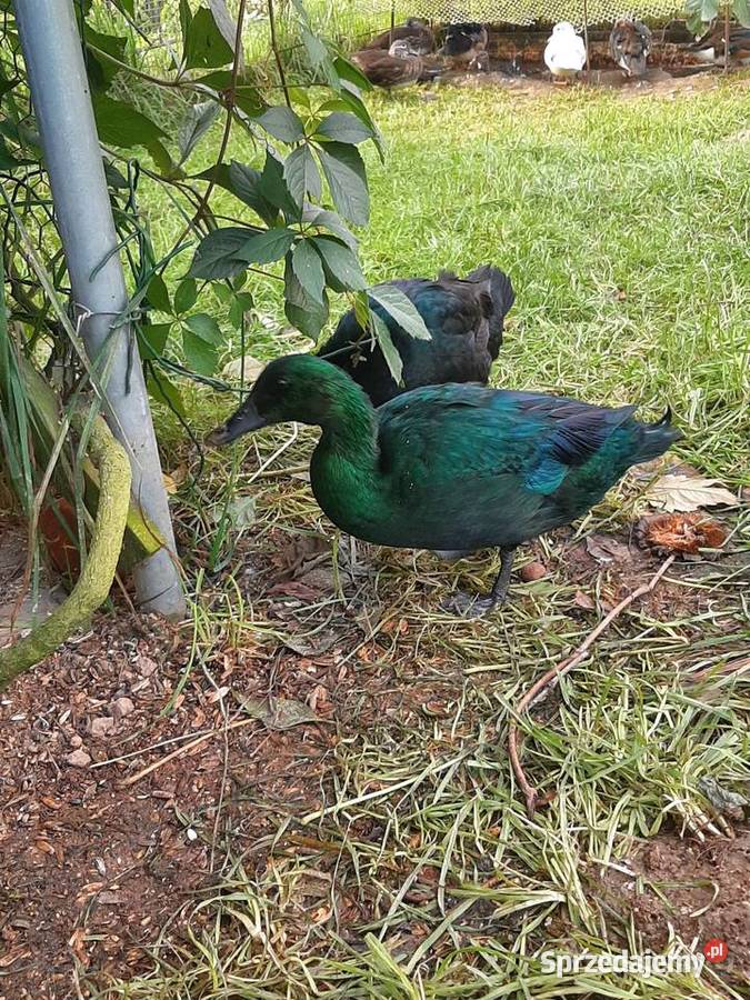 Kaczki szmaragdowe para małopolskie Skała