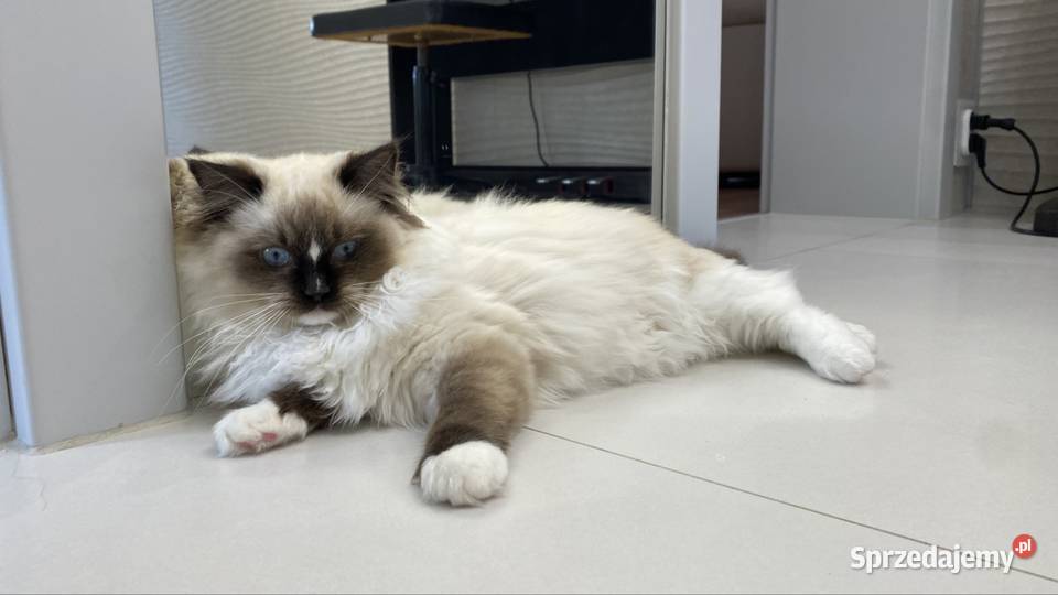 Kotka wystawowohodowlana FPL ragdoll Katowice