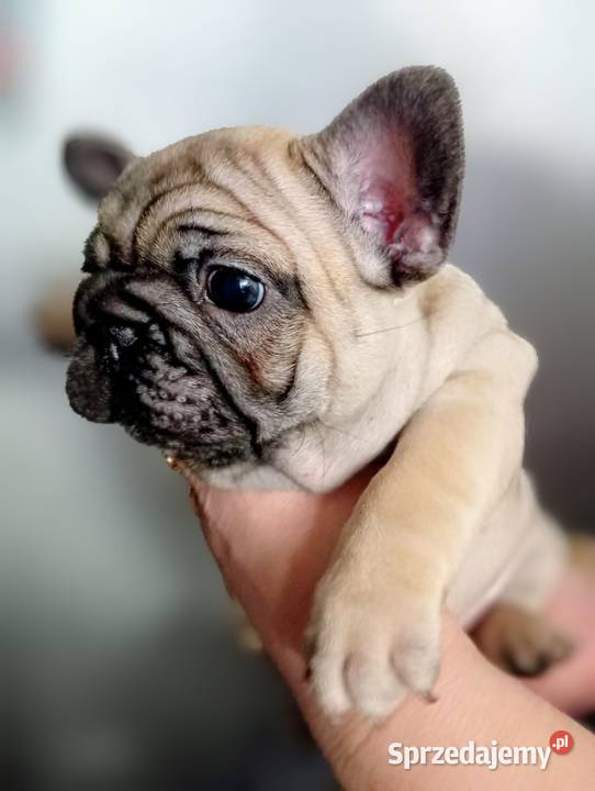 Buldog francuski buldożek francuski Łódź