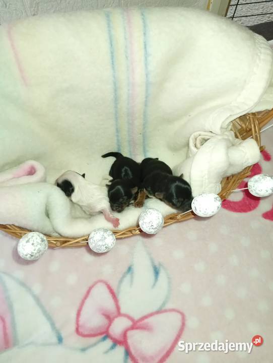 Przepiękny york z rodowodem Mysłowice