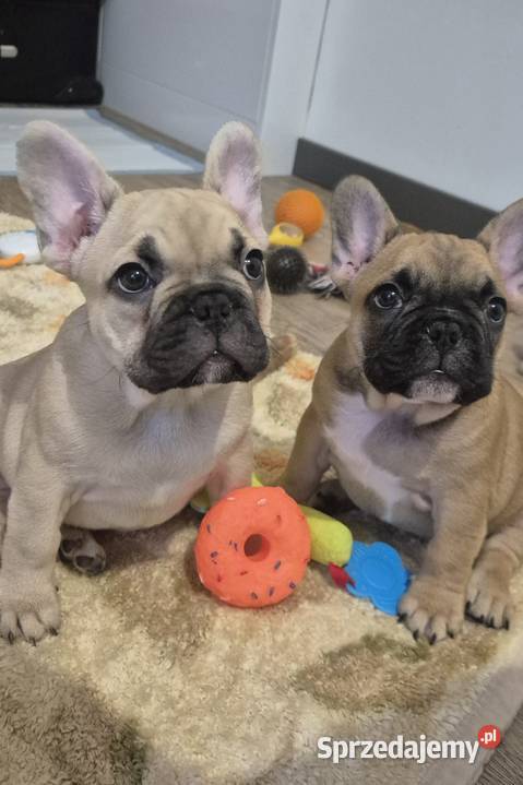 Buldog francuski szczeniaczki Czyżeminek