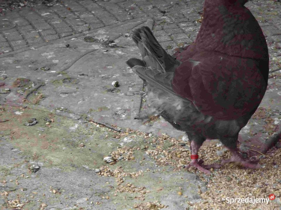 sprzedam gołebie Ptaki Podborze