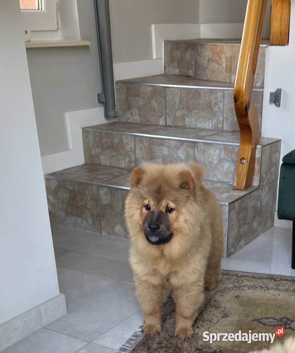 Uroczy misio Chow Chow suczka sczeniak Łomża