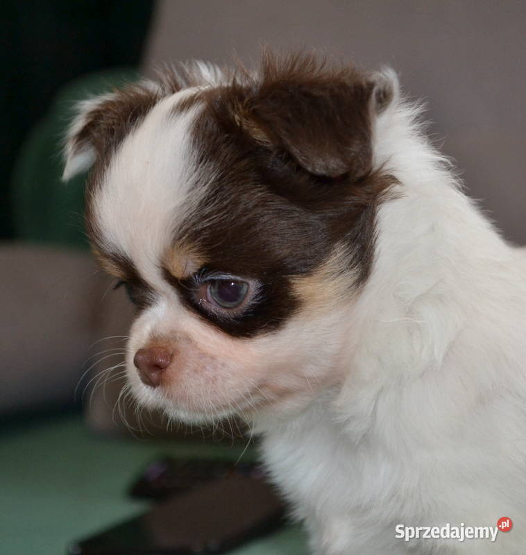 CHIHUAHUA PIĘKNE SZCZENIĘTA Warszawa