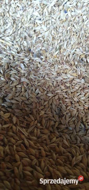 Jęczmień z pszenicą Poryte