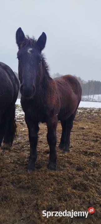 2 źrebówki 3 ogierki Dywity