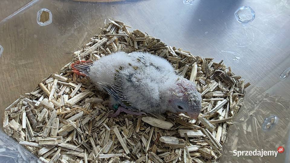 Rudosterka ręcznie karmiona Ptaki Czerwionka-Leszczyny sprzedam