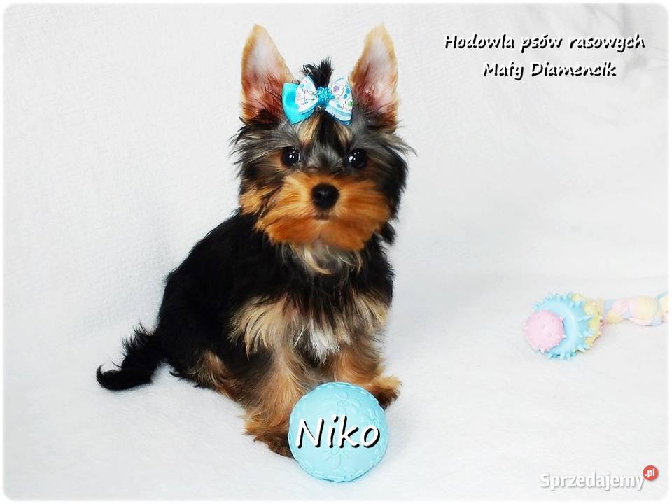 Yorkshire Terrier Malutki Mini Piesek NIKO z lubuskie