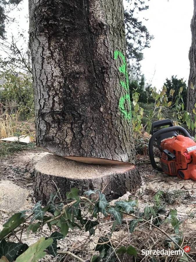 Sprzedam drzewo sosna jodła na opał na deski Michałowice