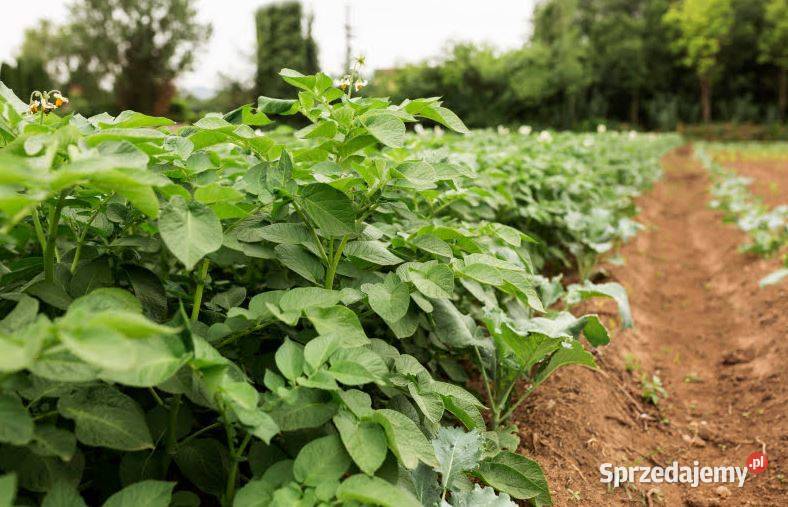 Obornik GRANULAT Naturalny 10 DO OGRODU Łódź