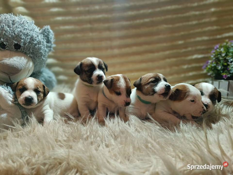 Jack Russell terrier fci Targanice