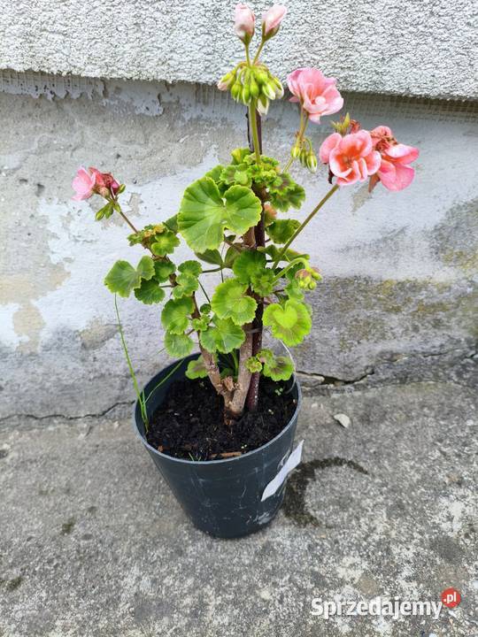 Pelargonia doniczka podkarpackie Rzeszów