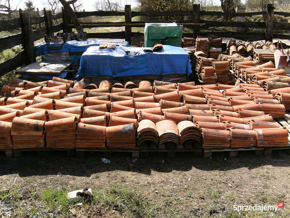 gąsior gąsiory dachowe Pisz