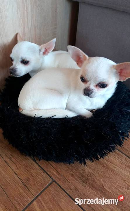 Chihuahua suczka Czechowice-Dziedzice sprzedam