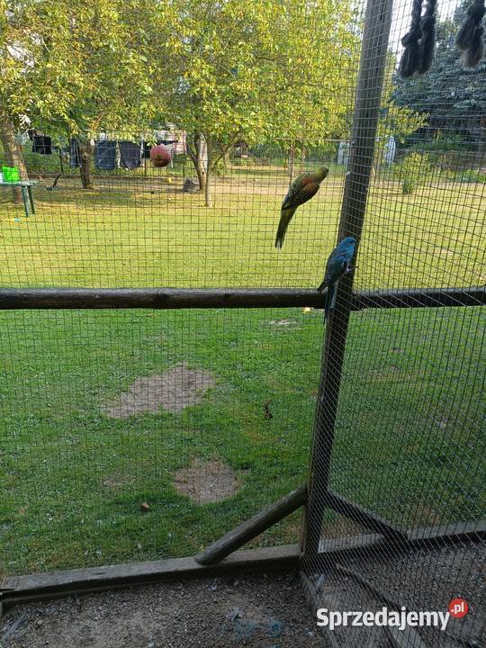 Sprzedam świergoty Ochmanów