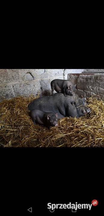 Prosieta świń Wietnamskich Giełda zwierząt lubelskie