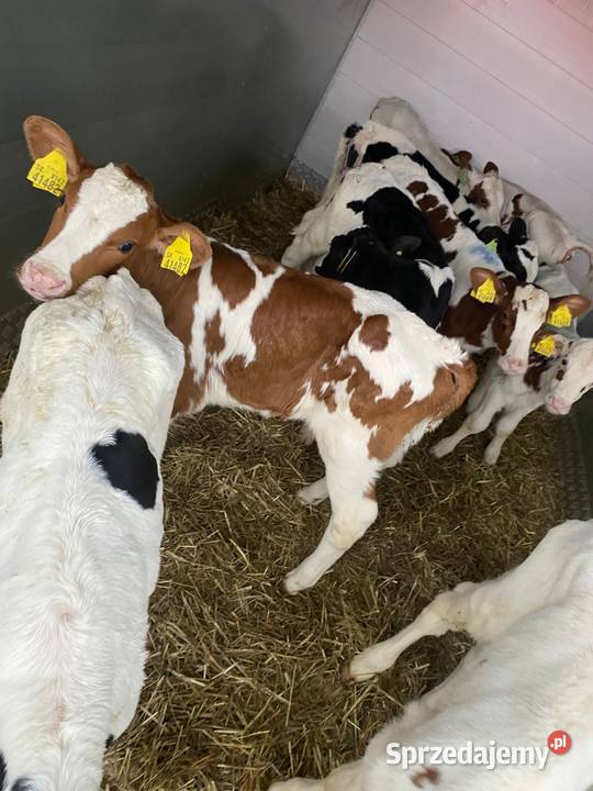 Byczki mięsne krzyżówki