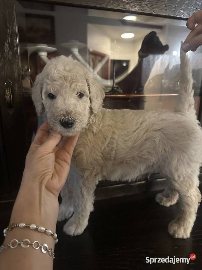 SZCZENIĘTA PUDEL KRÓLEWSKI CZRNE I ZŁOTE Częstochowa