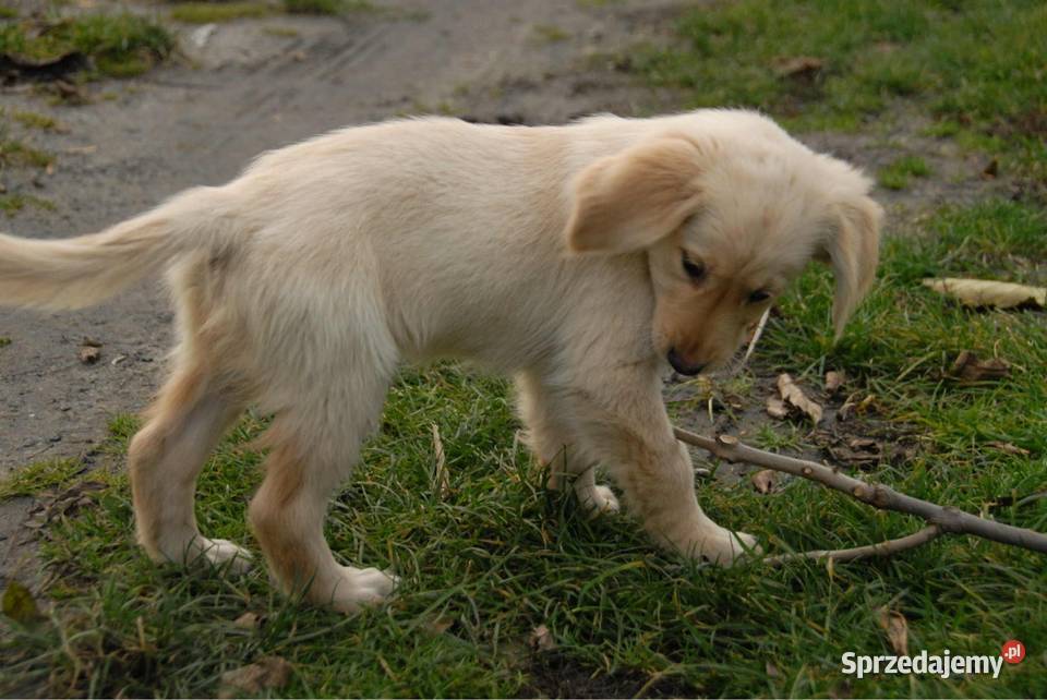 Golden Retriever Kargów