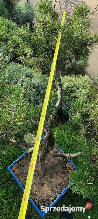 Bonsai sosna świerk jodła Chrzanów sprzedam