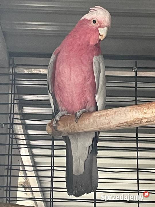Samiczka kakadu rozowe 2025!